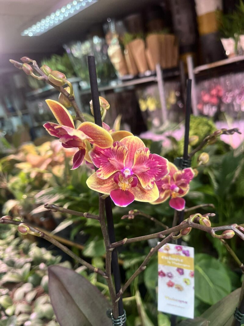 Phalaenopsis Sogo Yellowtris peloric | Storczyk bez pąków
