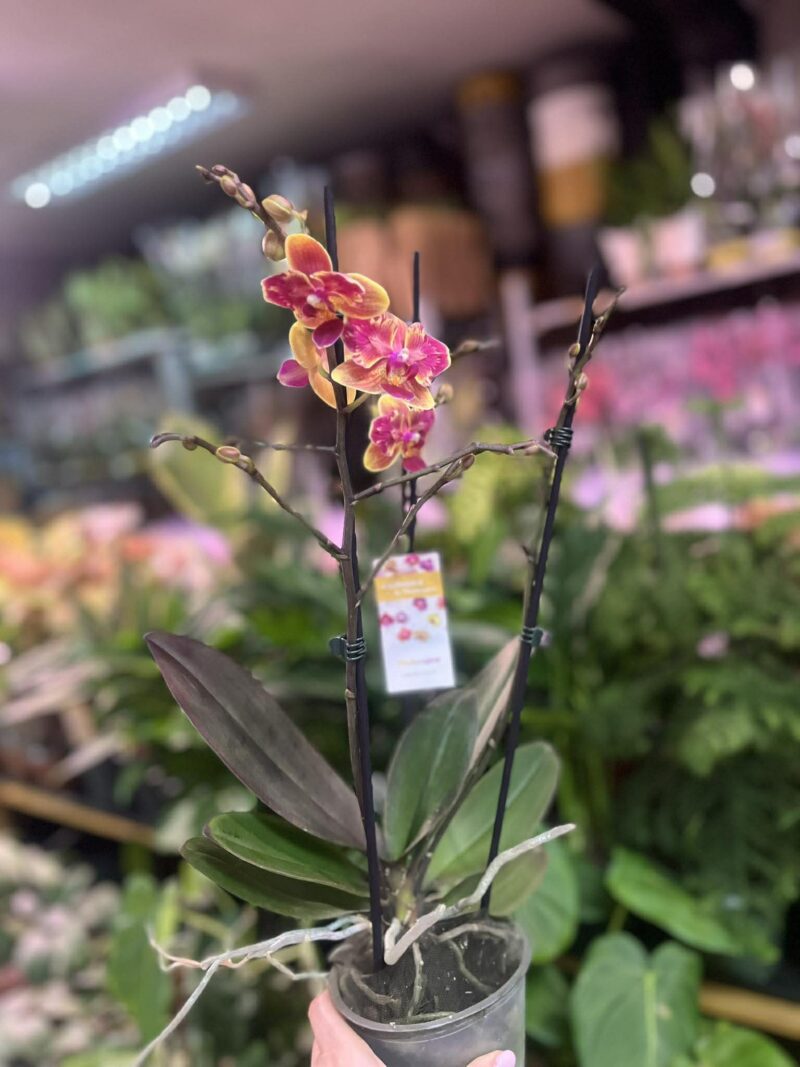 Phalaenopsis Sogo Yellowtris peloric | Storczyk bez pąków