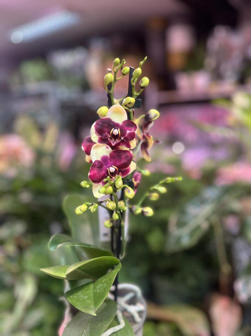 Phalaenopsis Catania | Storczyk bez pączków