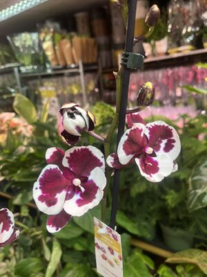 phalaenopsis untold | Storczyk