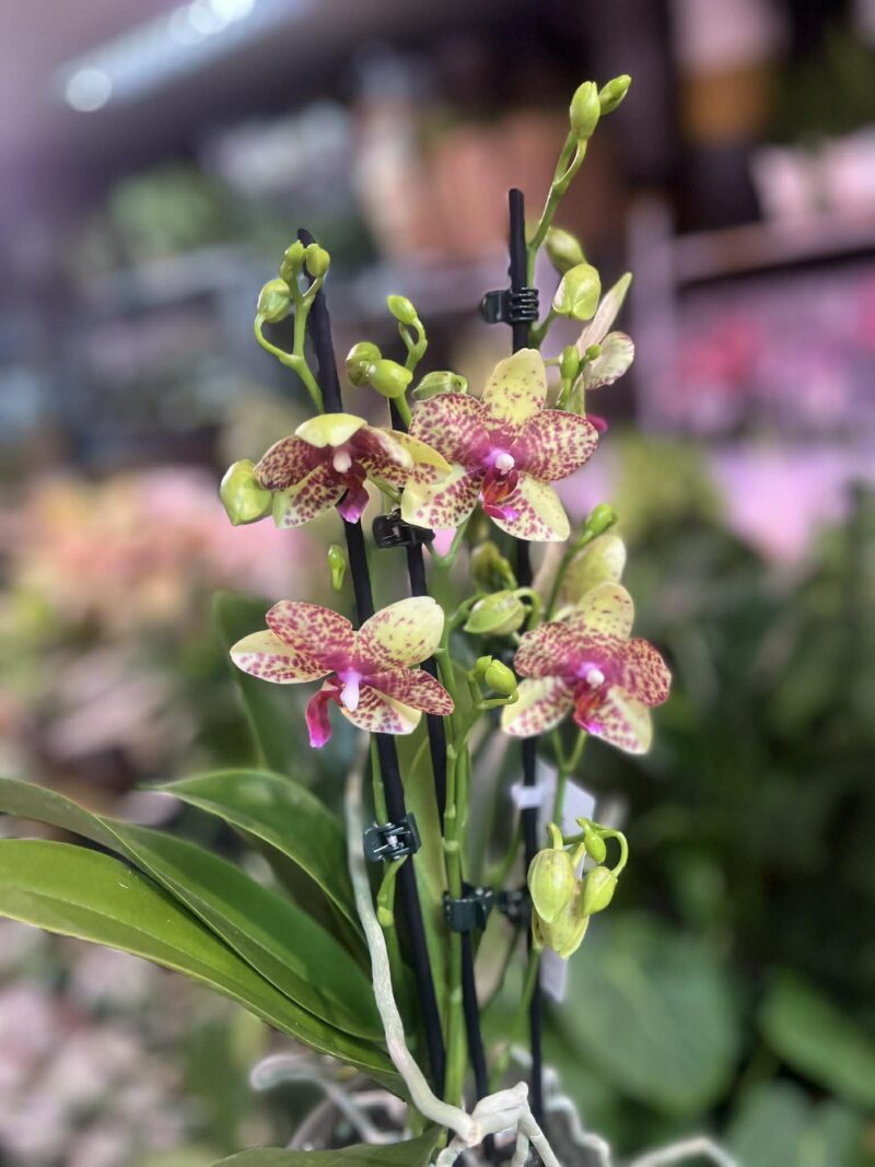 Phalaenopsis Anthura Grosseto | Storczyk