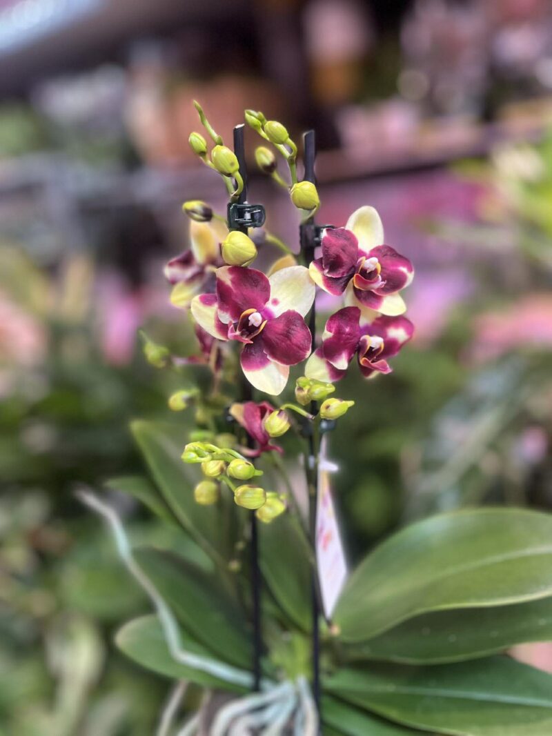 Phalaenopsis Catania | Storczyk bez pączków