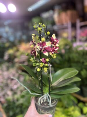 Phalaenopsis Catania | Storczyk bez pączków