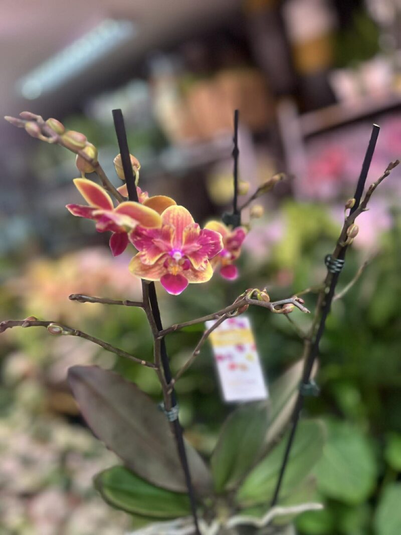 Phalaenopsis Sogo Yellowtris peloric | Storczyk bez pąków