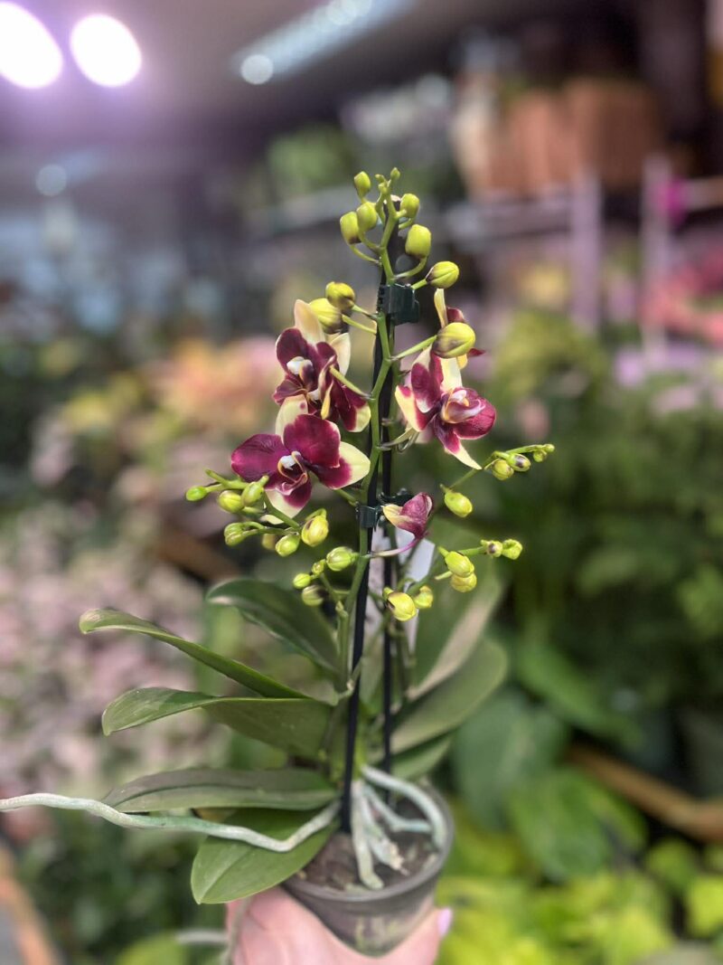 Phalaenopsis Catania | Storczyk bez pączków