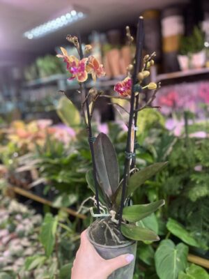 Phalaenopsis Sogo Yellowtris peloric | Storczyk bez pąków
