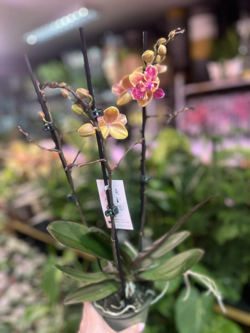 Phalaenopsis Sogo Yellowtris peloric | Storczyk bez pąków