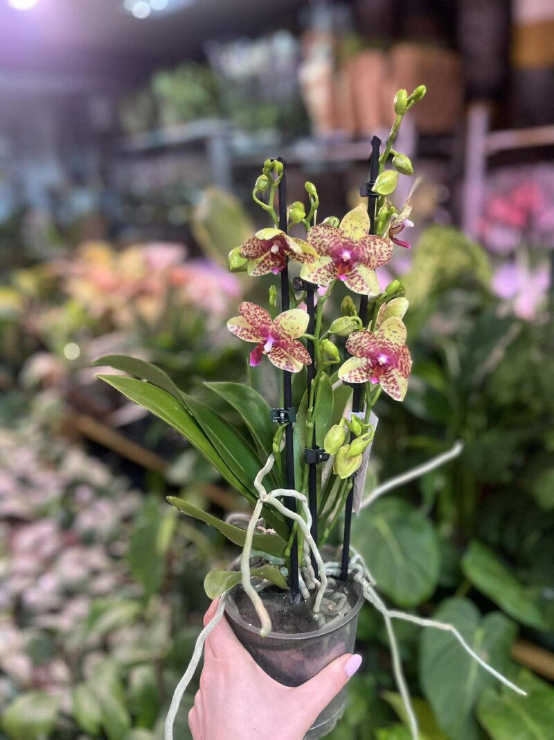 Phalaenopsis Anthura Grosseto | Storczyk