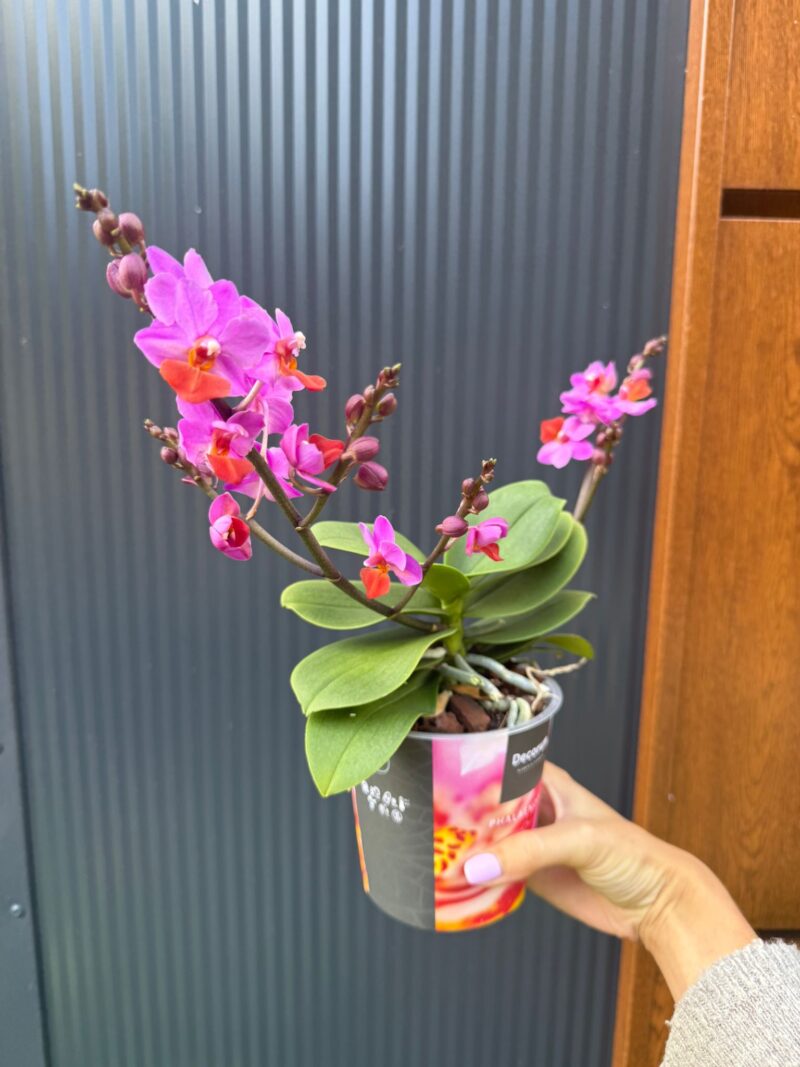Phalaenopsis Liu’s Triprince przekwitający
