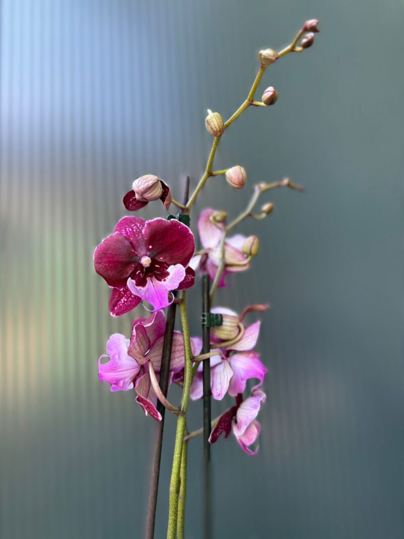 Phalaenopsis ‘Hot Kiss’ | Storczyk przekwitający Phalaenopsis ‘Hot Kiss’ | Storczyk przekwitający