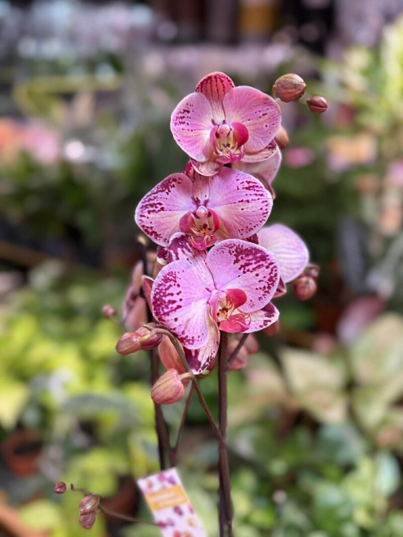 phalaenopsis paisaje | Storczyk przekwitnięty