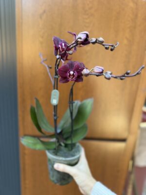 Phalaenopsis ‘Cartagena’ | Storczyk