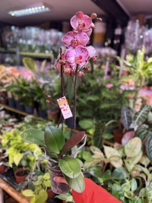 phalaenopsis paisaje | Storczyk przekwitnięty