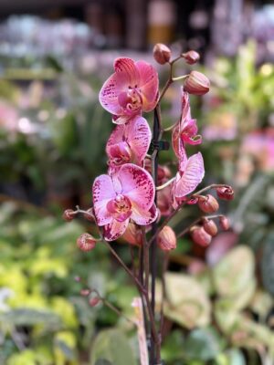 phalaenopsis paisaje | Storczyk przekwitnięty
