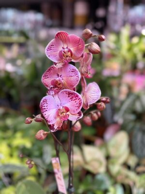 phalaenopsis paisaje | Storczyk przekwitnięty