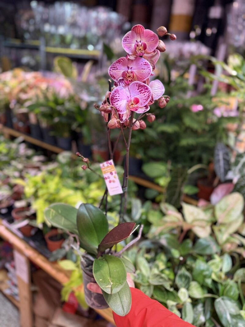 phalaenopsis paisaje | Storczyk przekwitnięty