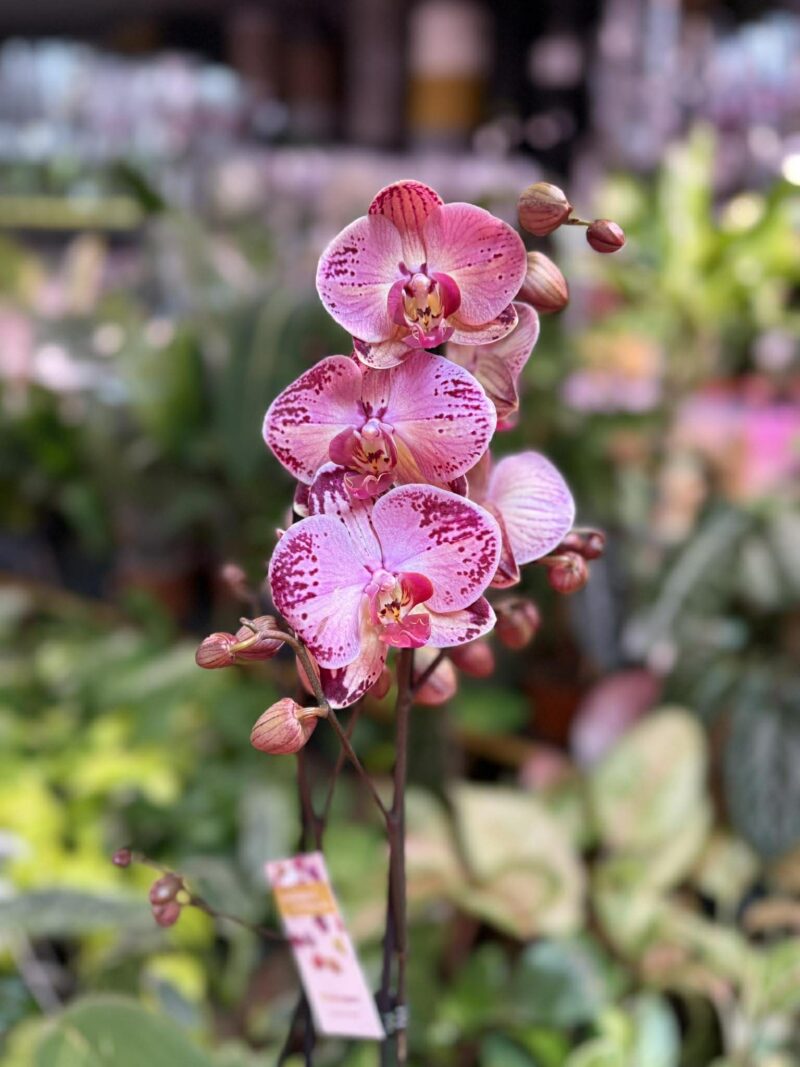 phalaenopsis paisaje | Storczyk przekwitnięty