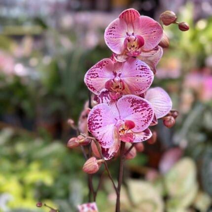 phalaenopsis paisaje | Storczyk przekwitnięty