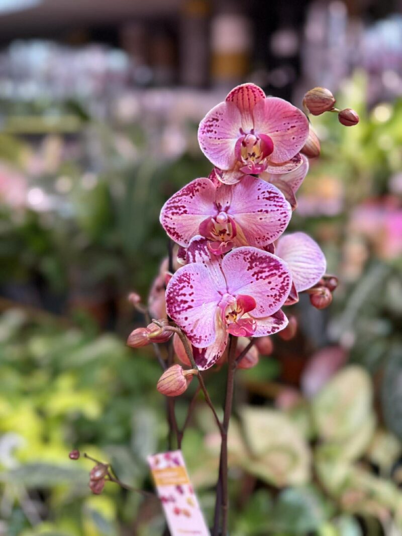 phalaenopsis paisaje | Storczyk przekwitnięty
