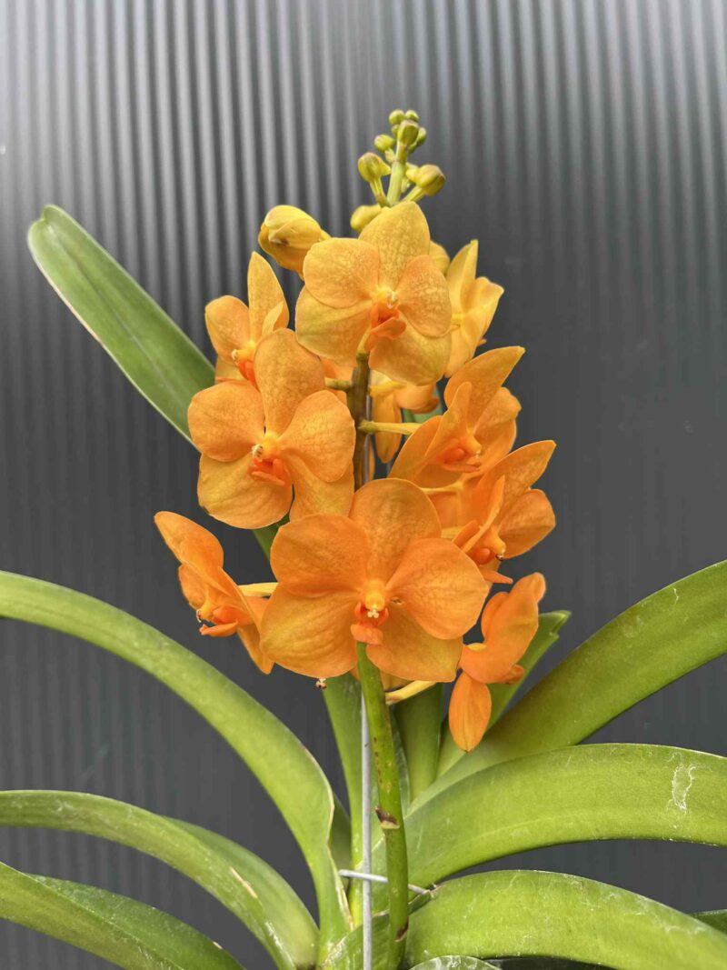 Storczyk Vanda 6 Storczyk Vanda 6