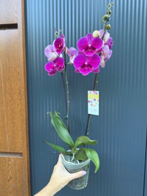 Phalaenopsis Tying Shin Galaxy Big Lip | Storczyk