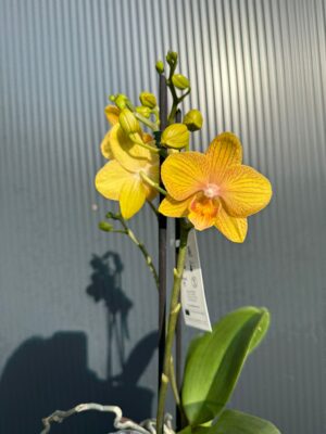 Phalaenopsis Limited 25 week 31 I Storczyk