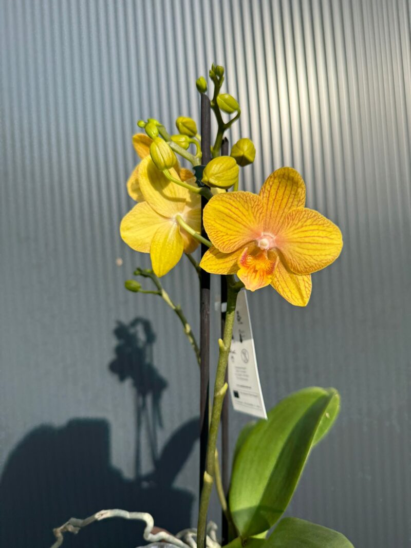 Phalaenopsis Limited 25 week 31 I Storczyk Phalaenopsis Limited 25 week 31 I Storczyk