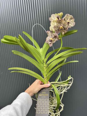 Storczyk Vanda 4