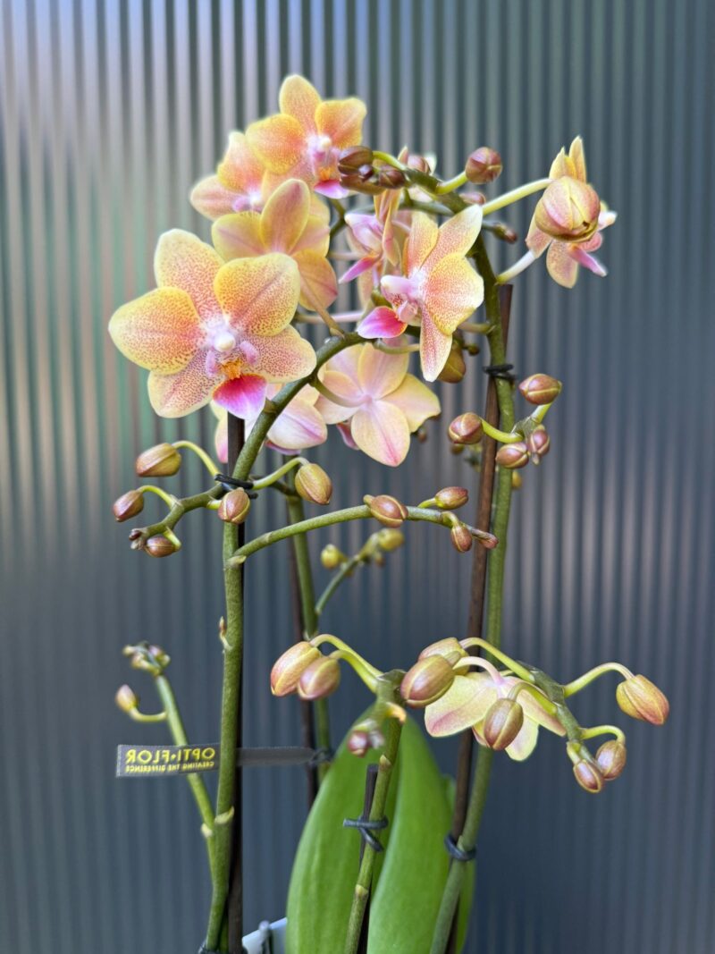 Phalaenopsis Multiflora ‘Aromio Spicy’ | storczyk pachnący Phalaenopsis Multiflora ‘Aromio Spicy’ | storczyk pachnący