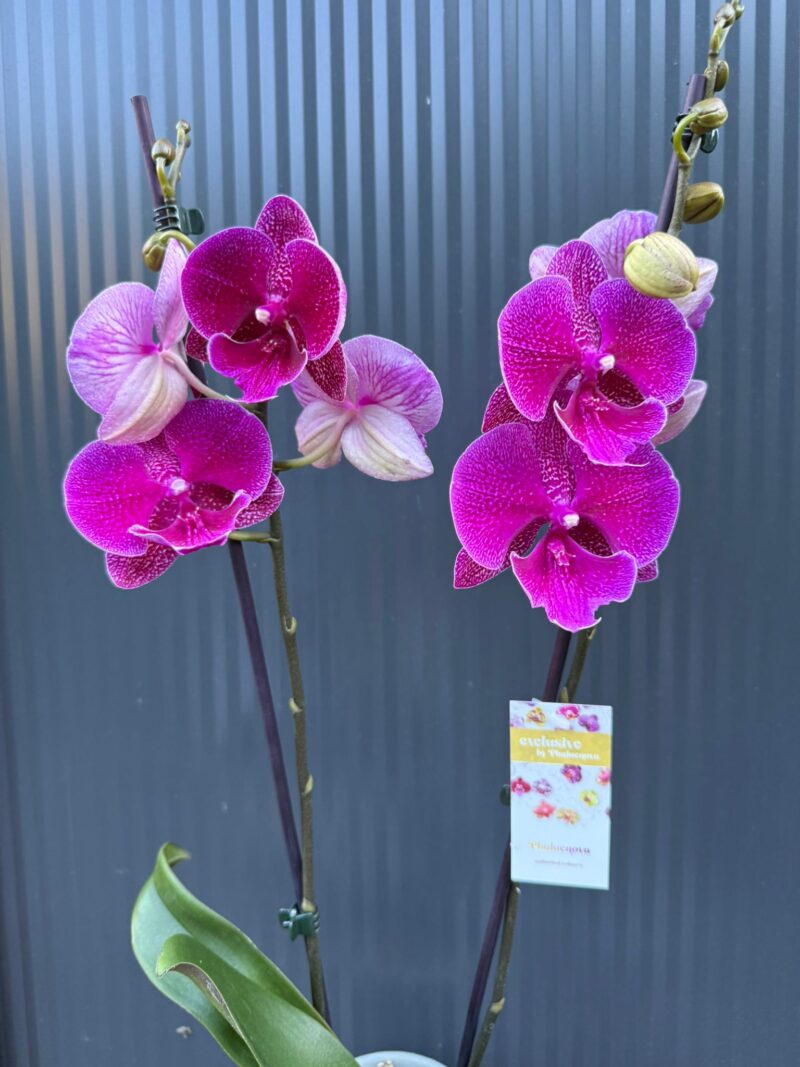 Phalaenopsis Tying Shin Galaxy Big Lip | Storczyk