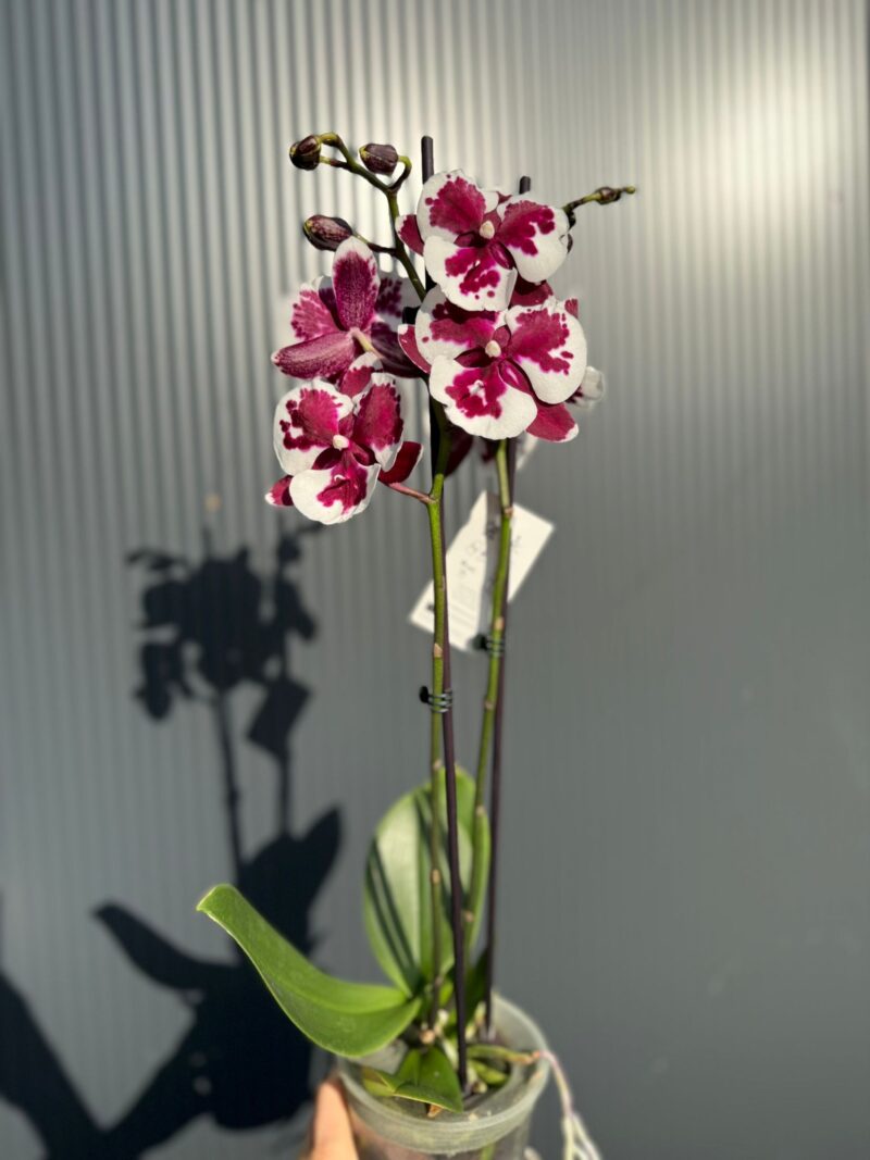 phalaenopsis untold | Storczyk phalaenopsis untold | Storczyk