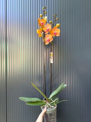 Phalaenopsis ‘Tamara’ | Storczyk