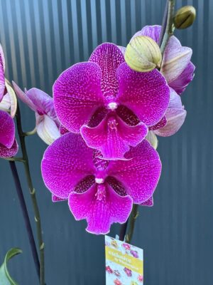 Phalaenopsis Tying Shin Galaxy Big Lip | Storczyk