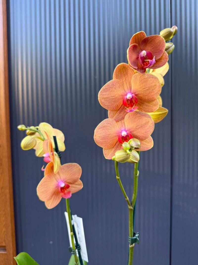 Phalaenopsis Orange Sun | Storczyk Phalaenopsis Orange Sun | Storczyk
