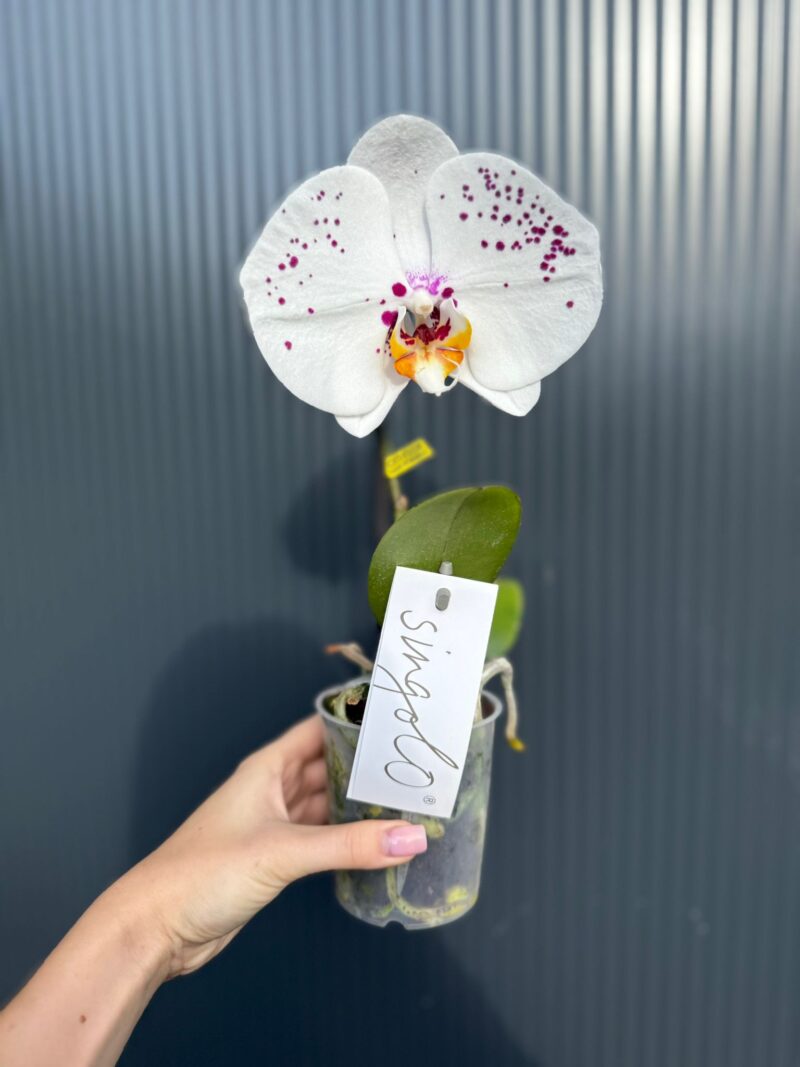 Phalaenopsis Singolo ‘Owari’| Storczyk