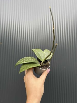 Hoya Wibergiae