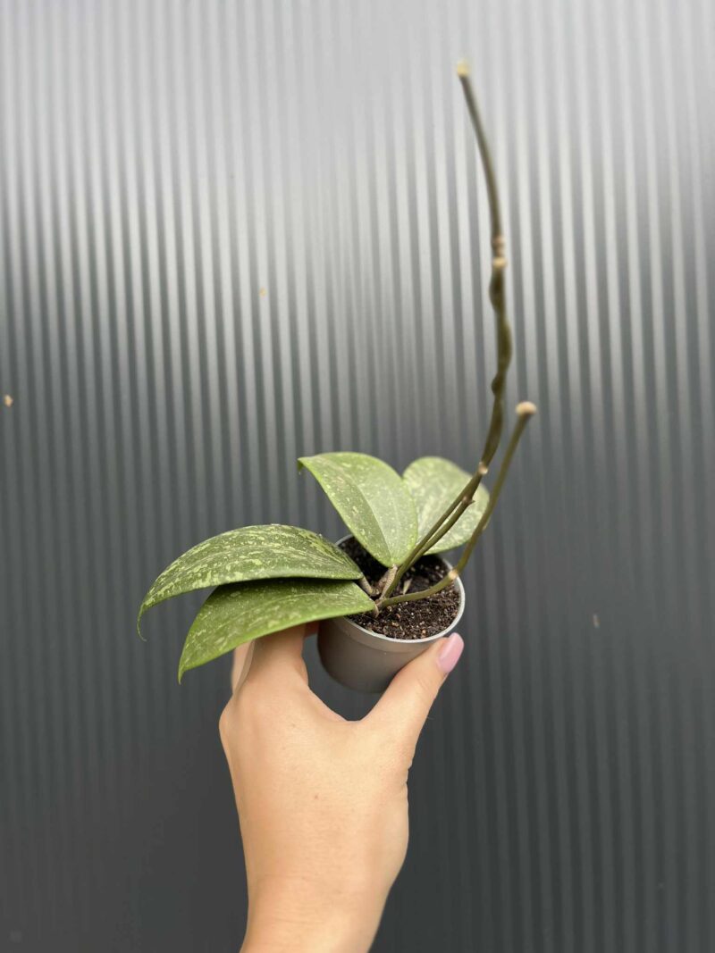 Hoya Wibergiae