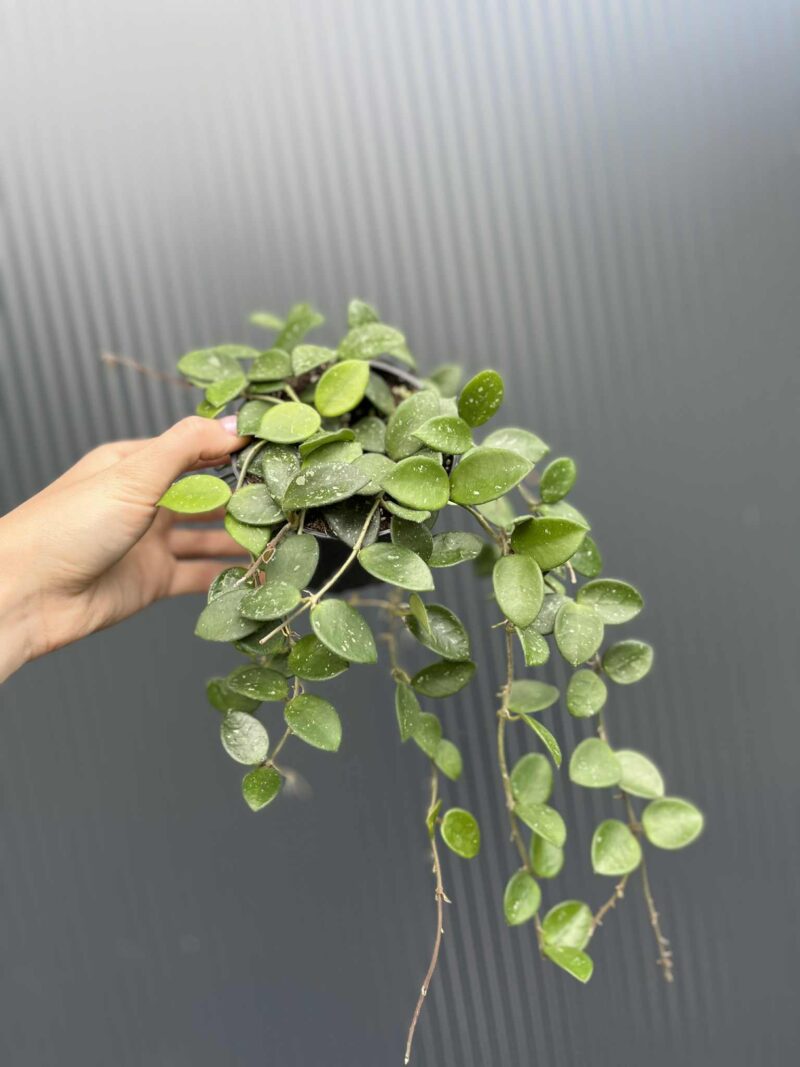 Hoya mathilde
