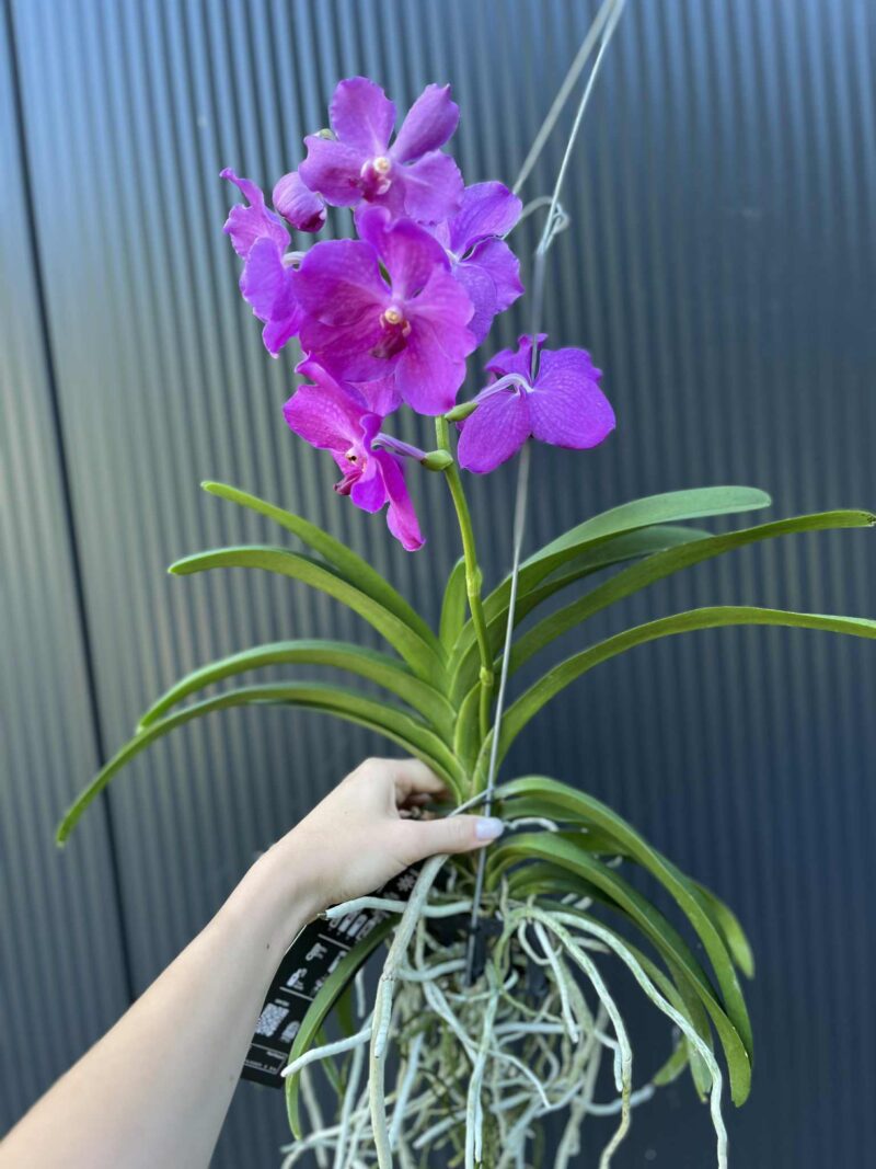Storczyk Vanda 8