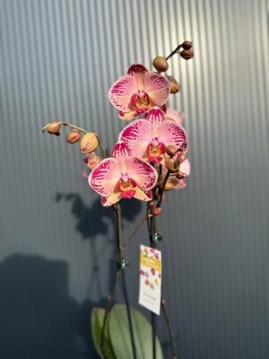 phalaenopsis paisaje | Storczyk przekwitnięty