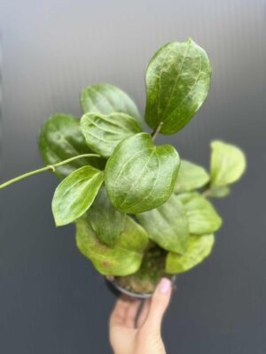 Hoya quinquenervia