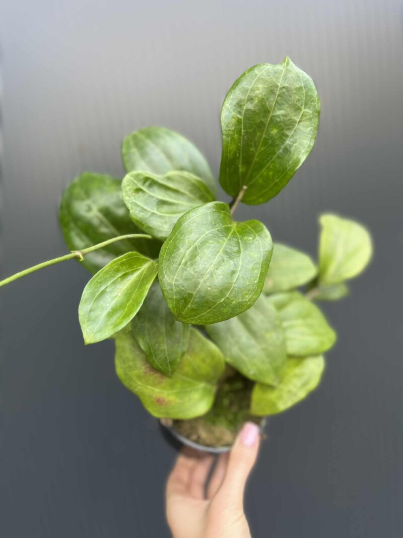 Hoya quinquenervia