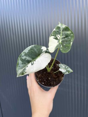 Alocasia Frydek Variegata