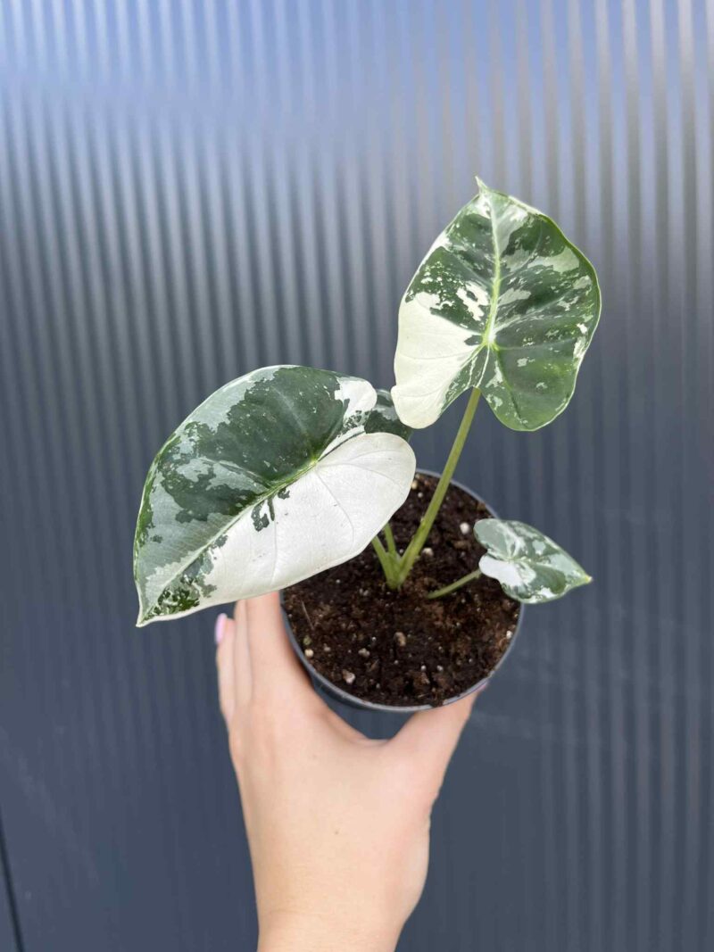 Alocasia Frydek Variegata