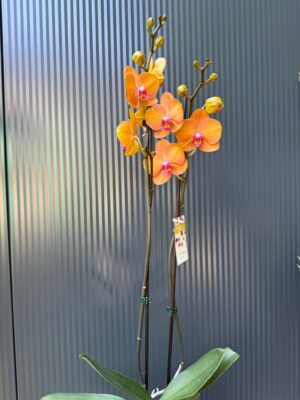 Phalaenopsis ‘Tamara’ | Storczyk