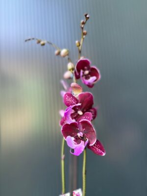 Phalaenopsis ‘Hot Kiss’ | Storczyk przekwitający