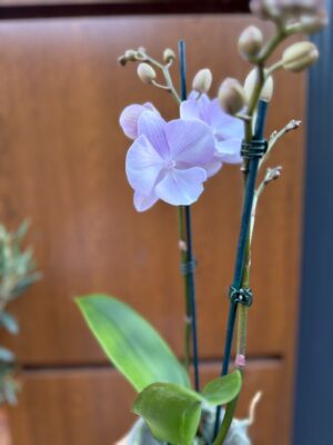 Phalaenopsis Limited 13