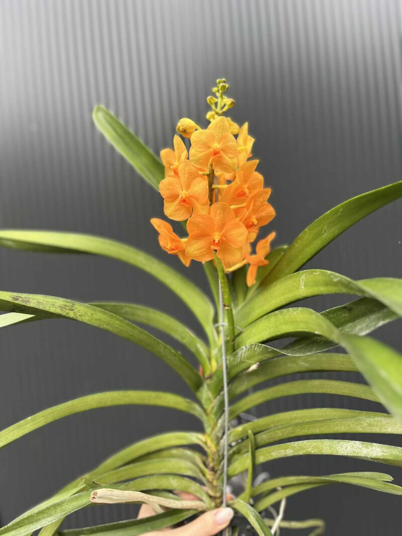 Storczyk Vanda 6