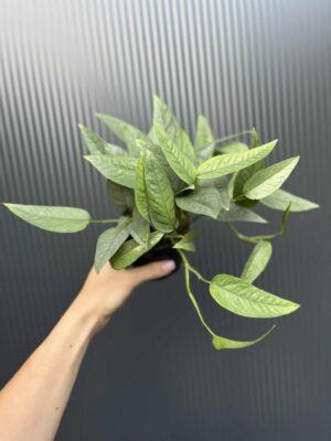 Epipremnum Cebu blue