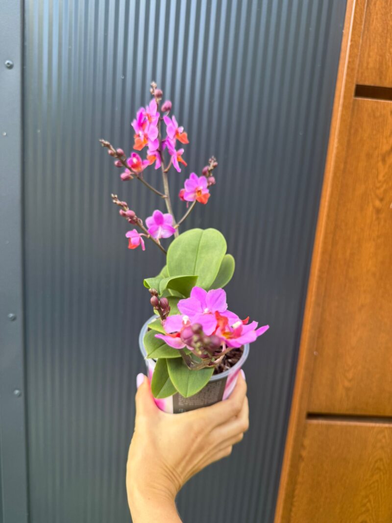 Phalaenopsis Liu’s Triprince przekwitający